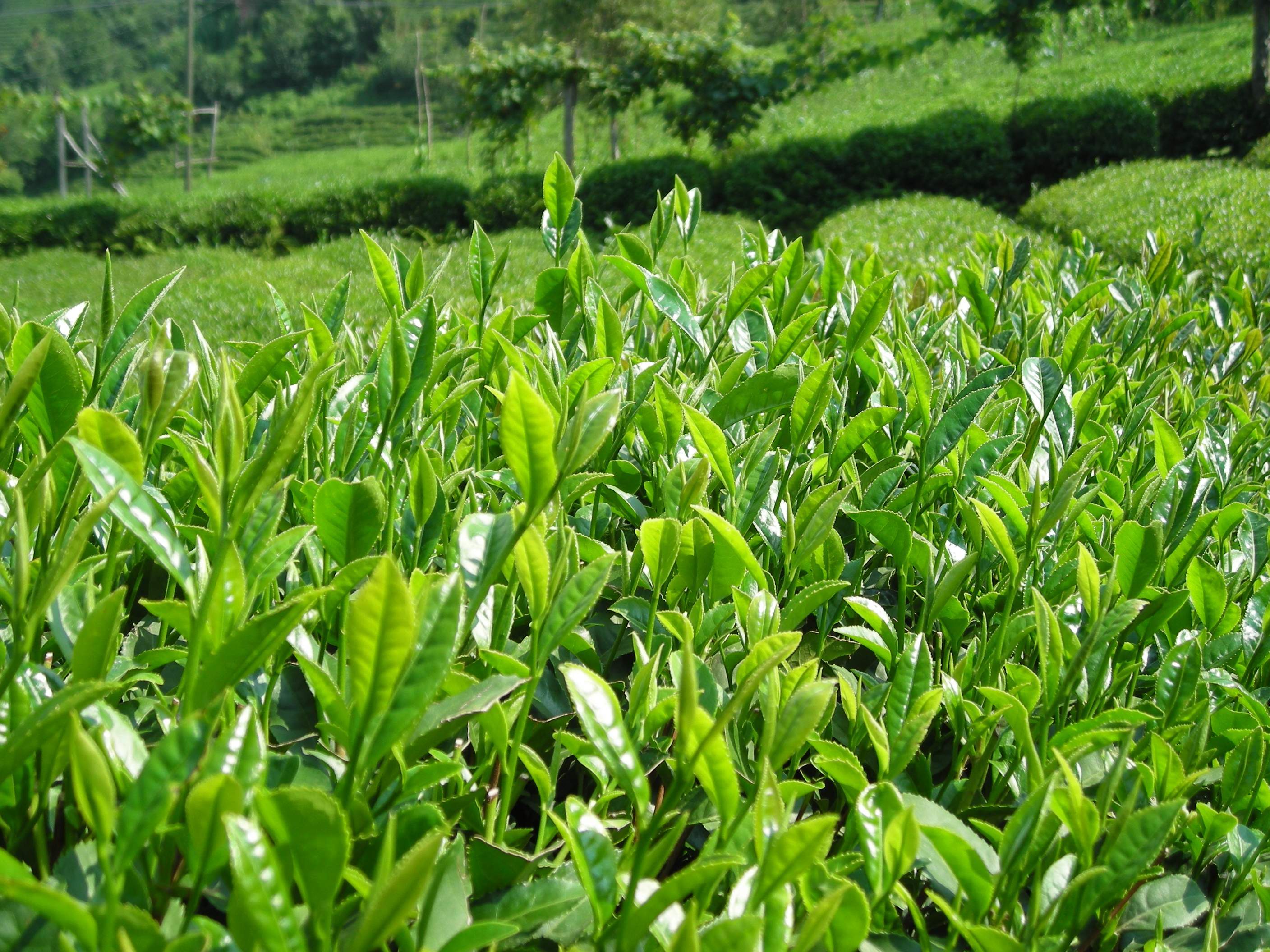 Выращивание чая в Турции
